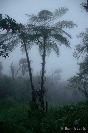 DSC_7845e.JPG - Tree ferns