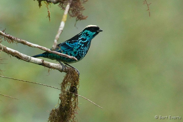 DSC_7868.JPG - Beryl-spangled Tanagar