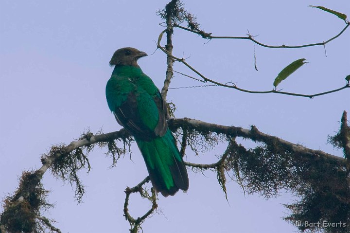 DSC_7898_1.jpg - Golden-headed Quetzal