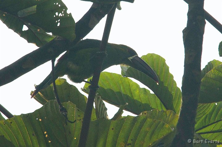 DSC_7899.JPG - Crimson-rumped toucanet