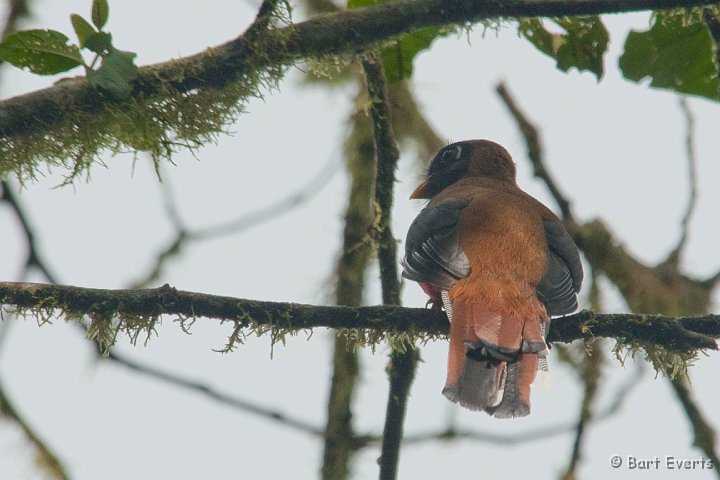 DSC_7902.JPG - Masked-Trogon (female)