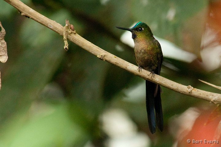 DSC_7912.JPG - Violet-tailed Sylph (male)