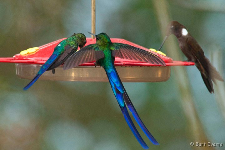 DSC_7938.JPG - Violet-tailed Sylph (males) & Bronze Inca