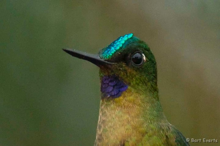 DSC_7956_1.jpg - Violet-tailed Sylph