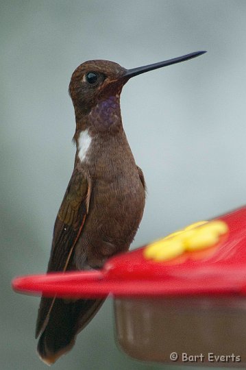 DSC_7974.JPG - Brown Inca