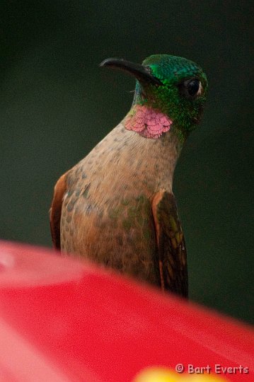 DSC_7986.JPG - Fawn-Breasted Brilliant