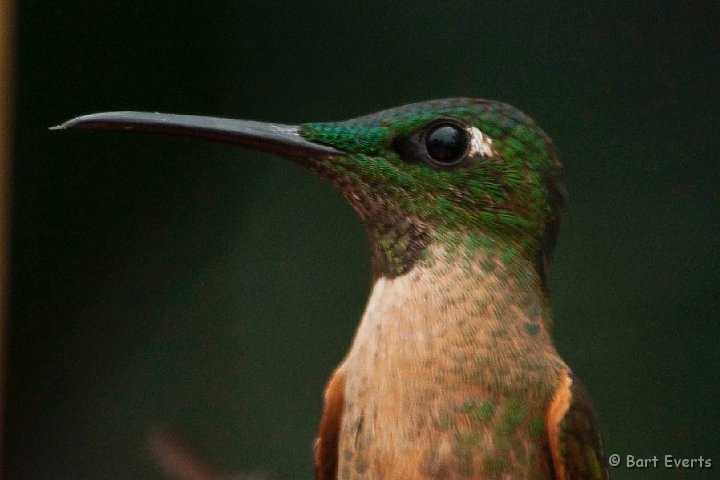 DSC_7988.JPG - Fawn-Breasted Brilliant