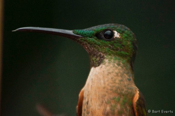 DSC_7988.JPG - Fawn-Breasted Brilliant