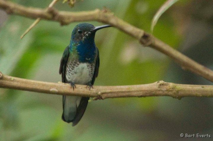 DSC_8007.JPG - White-necked Jacobin