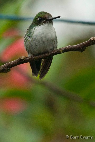 DSC_8009.JPG - Racket-Tailed Puffleg (female)