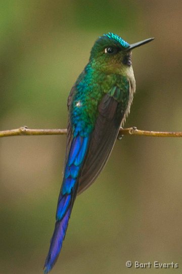 DSC_8013.JPG - Violet-tailed Sylph