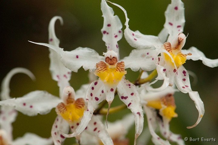 DSC_8021.JPG - Orchids