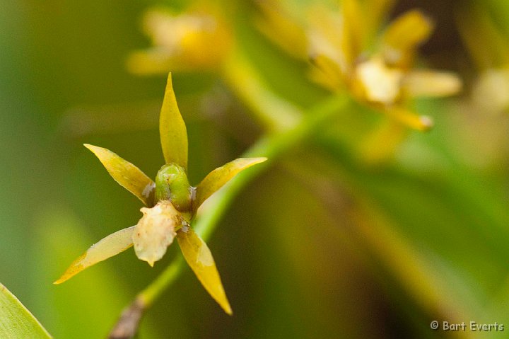 DSC_8024.JPG - Orchids