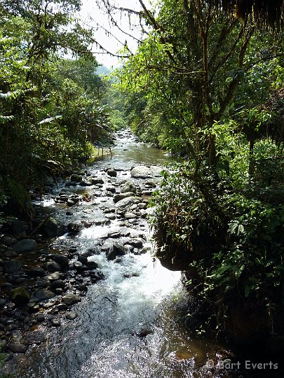 DSC_8039.jpg - River in the cloudforest