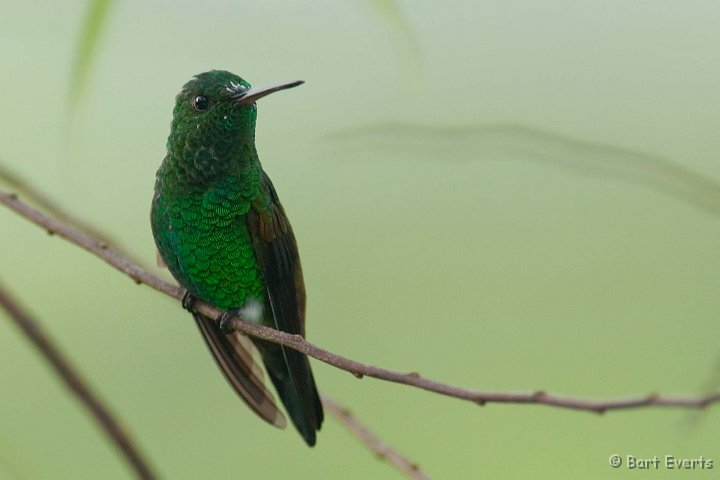 DSC_2602.JPG - Copper rumped hummingbird