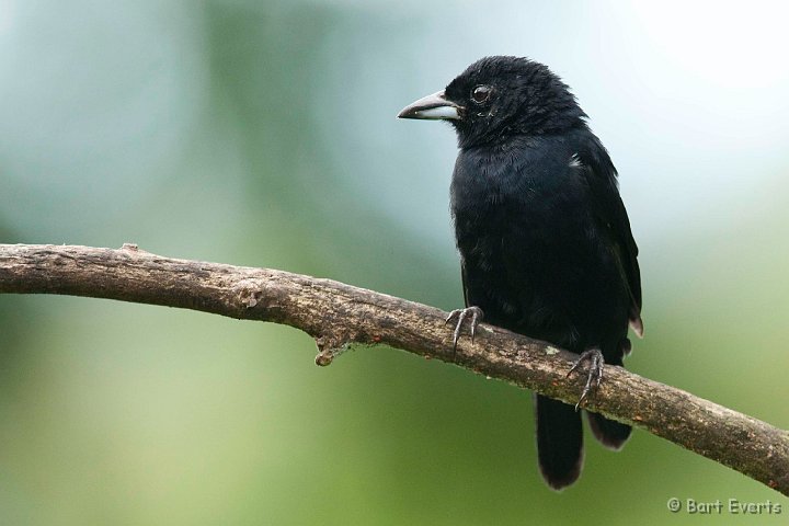 DSC_2608.JPG - White-lined Tanager