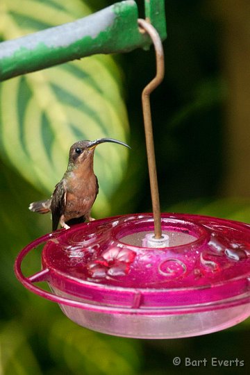 DSC_2624.JPG - Rufous-breasted Hermit