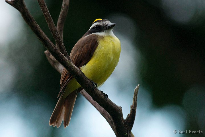 DSC_2629.JPG - Great Kiskadee