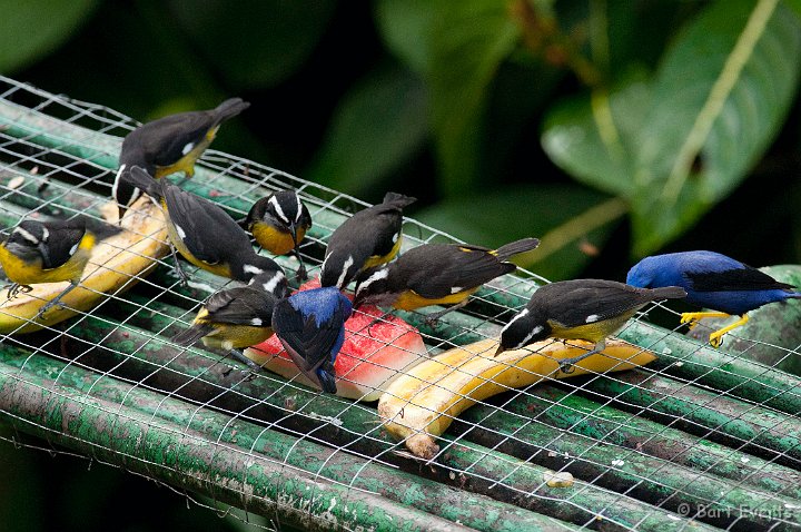 DSC_2636.JPG - Bananaquits and purple Honeycreepers