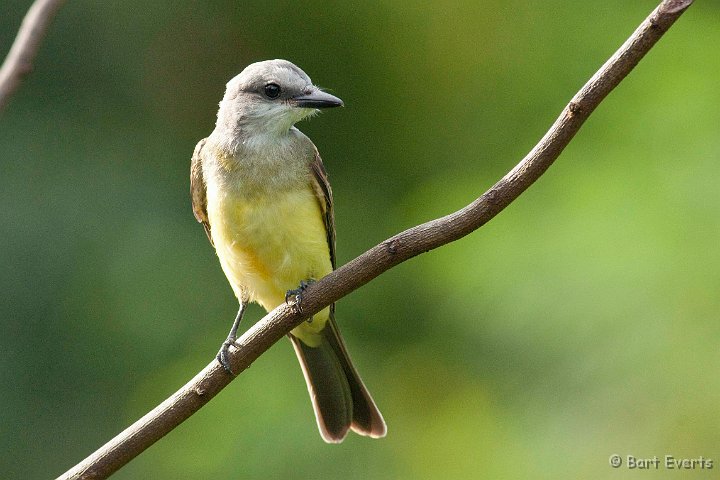 DSC_2638.JPG - Tropical Kingbird
