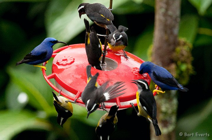 DSC_2642.JPG - Bananaquits and purple Honeycreepers