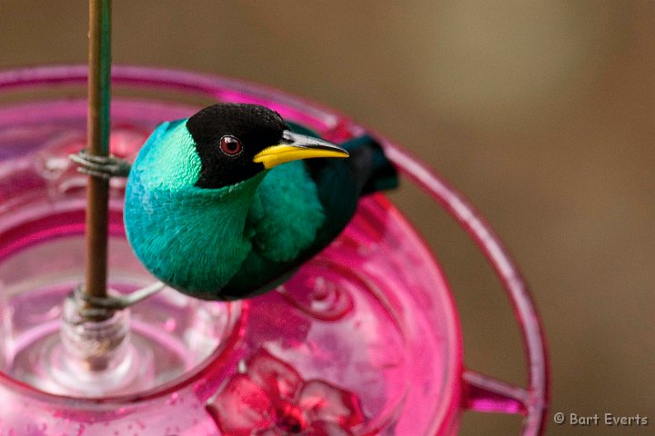 DSC_2647.JPG - Green Honeycreeper