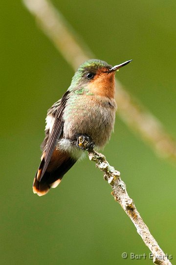 DSC_2655.JPG - The tiny female Tufted Coquette