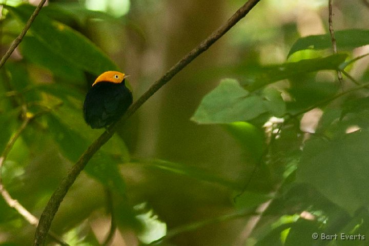 DSC_2661.JPG - Golden-headed Mannakin