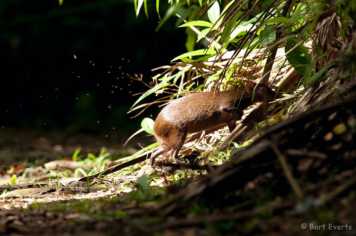 DSC_2664.JPG - Agouti crossing the path