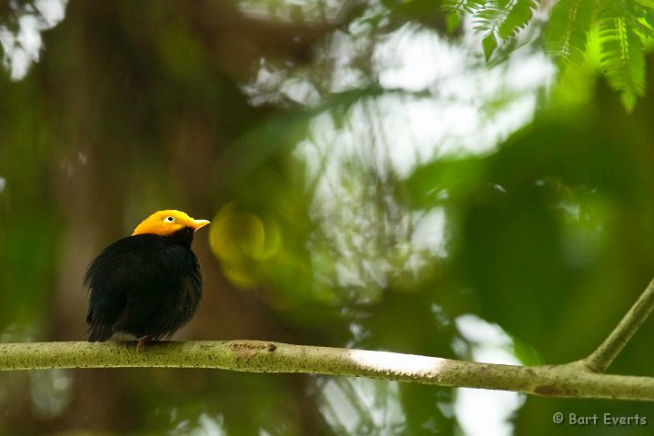 DSC_2673.JPG - Golden-headed Mannakin