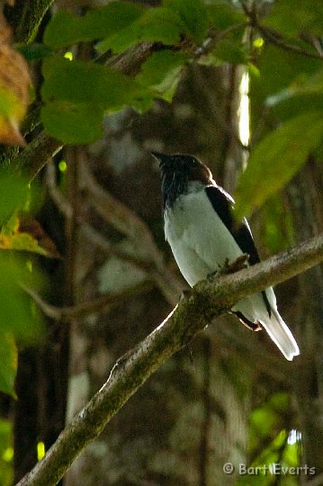 DSC_2684.JPG - The highly soughtafter Bearded Belbird