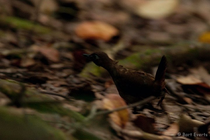 DSC_2686.JPG - Back-faced Antthrush