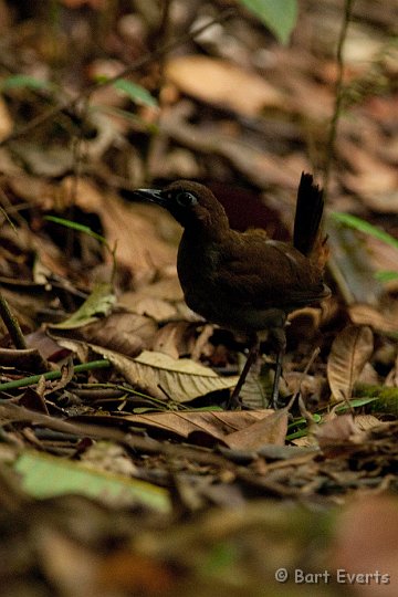 DSC_2688.JPG - Back-faced Antthrush