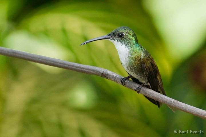 DSC_2719.JPG - White-breasted Emerald