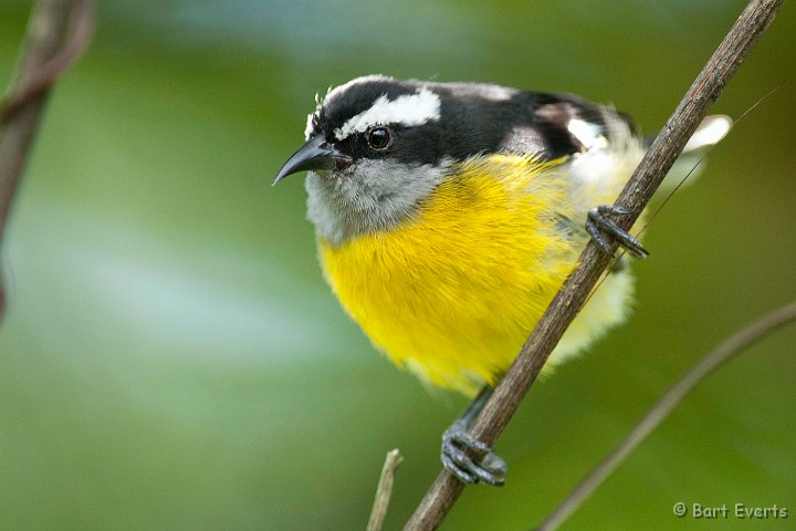 DSC_2723.JPG - Bananaquit