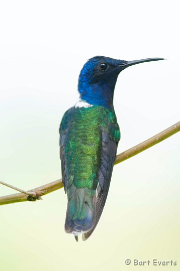 DSC_2737.JPG - White-necked Jacobin