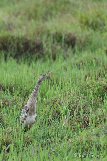 DSC_2759.JPG - Pinneated Bittern