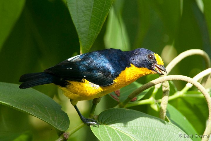 DSC_2785.JPG - Violacious Euphonia