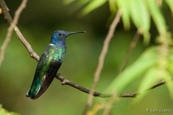 DSC_2791.JPG - White-necked Jacobin