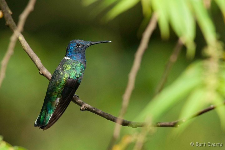 DSC_2791.JPG - White-necked Jacobin