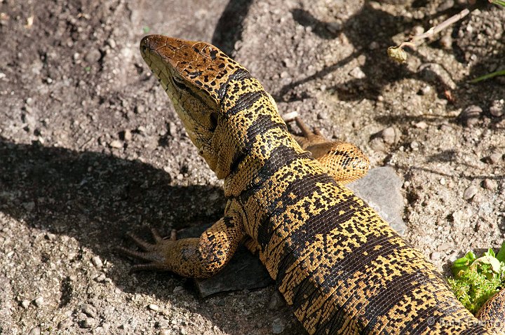 DSC_2793.JPG - Big Lizard:  Golden Tegu