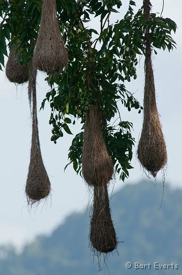 DSC_2801.JPG - Nests of Oropendolas