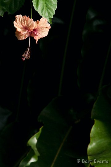 DSC_2804.JPG - Hibiscus