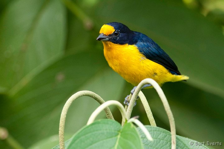 DSC_2812.JPG - Violacious Euphonia