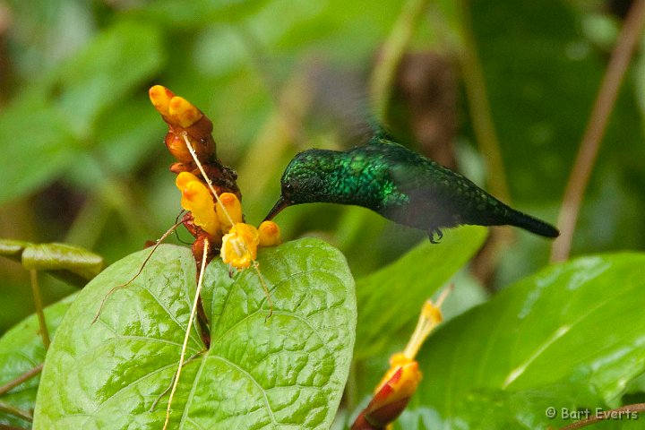 DSC_2828.JPG - Blue-chinned Sapphire