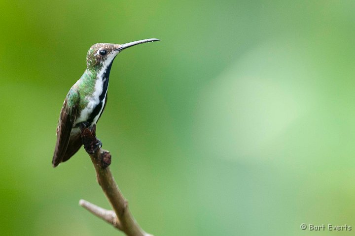 DSC_2835.JPG - Black-breasted Mango (female)