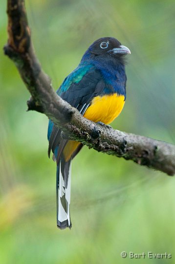 DSC_2841.JPG - Green-backed Trogon