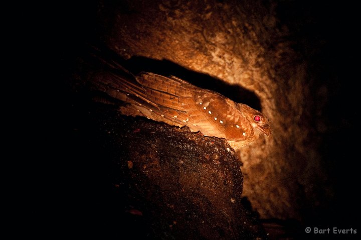 DSC_2865.JPG - Oilbird