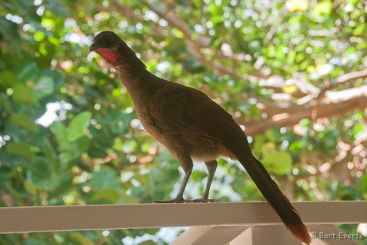 DSC_3033.JPG - Rufous-vented Chacalaca