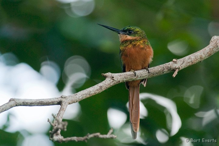 DSC_3043.JPG - Rufous-tailed Jacamar